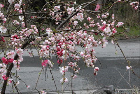 桜
