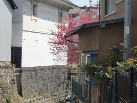 緑橋から見た花紅